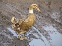 Albums/20060800-China Aug 2006/20060809-Shenyang - Guoqi Village/13
